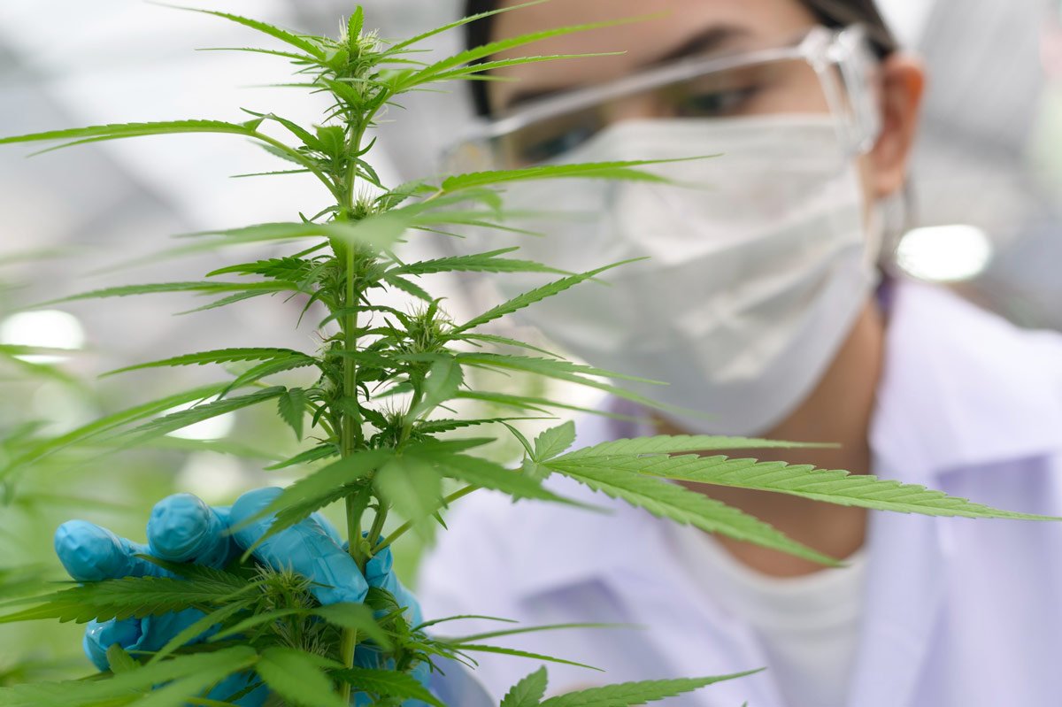 Profissional de laboratório examina planta de cannabis em fase inicial de floração