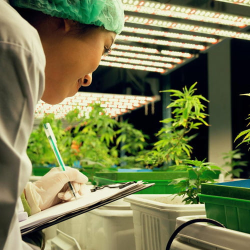 Profissional examina planta de cannabis em fase vegetativa enquanto faz anotações.