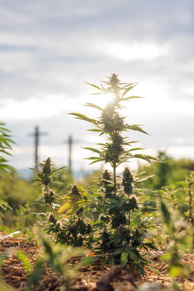 Planta madura de cannabis florescendo em frente ao sol