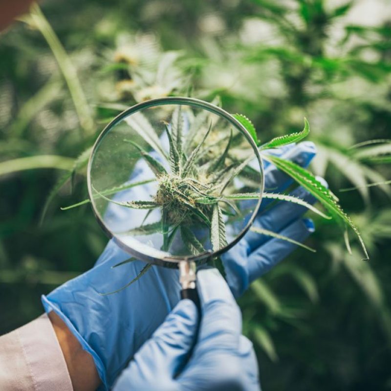 Profissional examina planta de cannabis com uma lupa